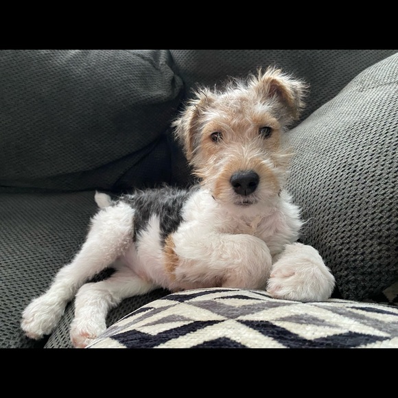 Meet your Posher, Vanessa - Picture 2 of 9